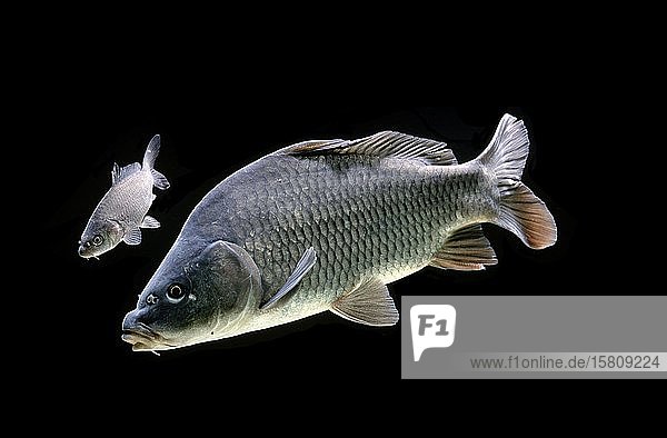 Karpfen (Cyprinus carpio) captive Frankreich Europa