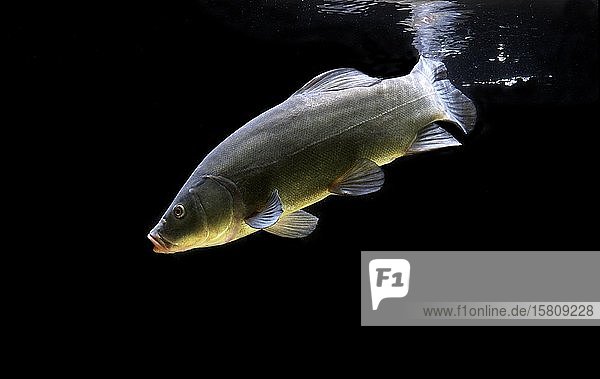 Schleie (Tinca tinca) captive Frankreich Europa
