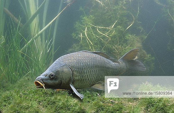 Karpfen (Cyprinus carpio) captive Frankreich Europa