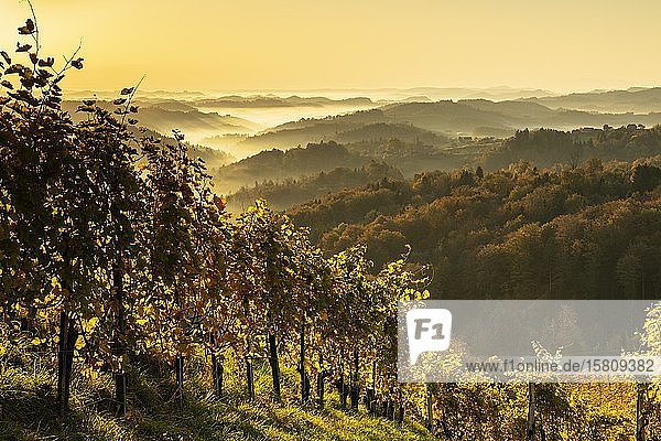 Vineyard in autumn at sunrise with fog  Südsteirische Weinstraße  Styria  Austria  Europe