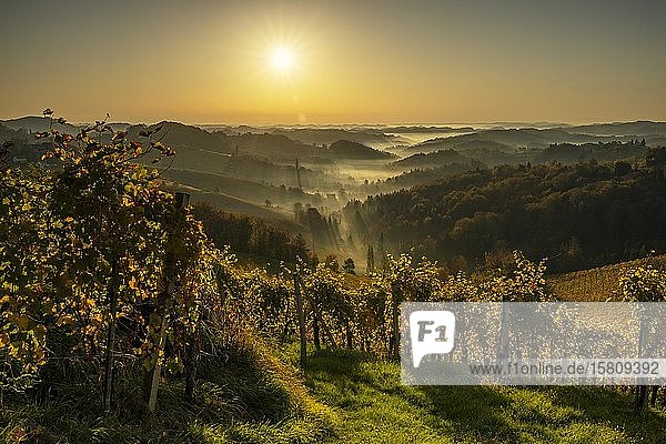 Weinberg im Herbst bei Sonnenaufgang mit Nebel und Sonnenstern  Südsteirische Weinstraße  Steiermark  Österreich  Europa