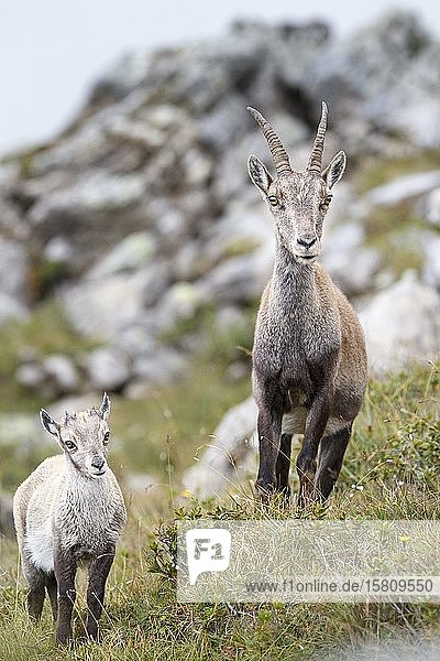 Alpensteinböcke (Capra ibex)  Mutter und Jungtier  Berner Oberland  Schweiz  Europa