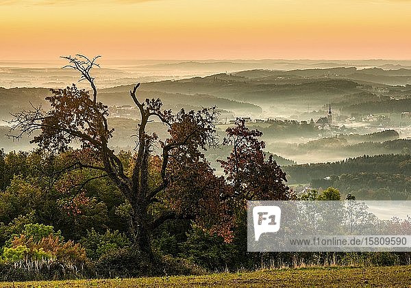 Sonnenaufgang mit Baum und Herbstnebel im Tal  Kirche  Pischelsdorf  Kulm  Oststeiermark  Steiermark  Österreich  Europa