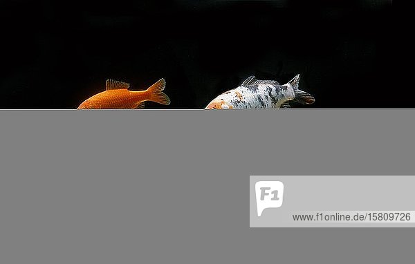 Zier-Koï-Karpfen (Cyprinus carpio carpio) captive Frankreich Europa