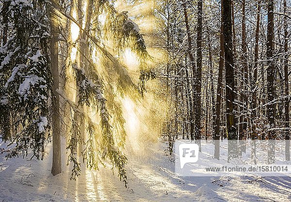 Schnee fällt vom Baum gegen das Licht  Sonnenstrahlen im Wald  Steiermark  Österreich  Europa
