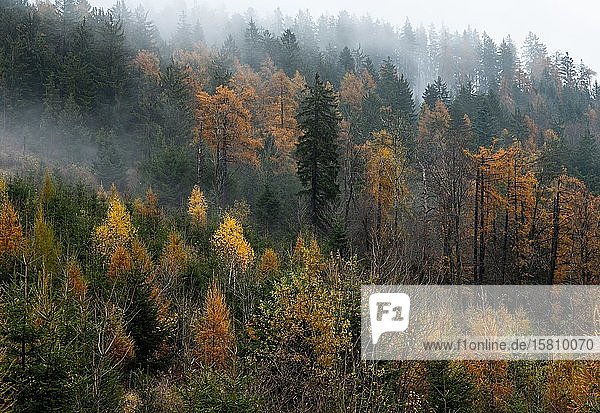 Wald im Herbst mit Nebelschwaden  Steiermark  Österreich  Europa
