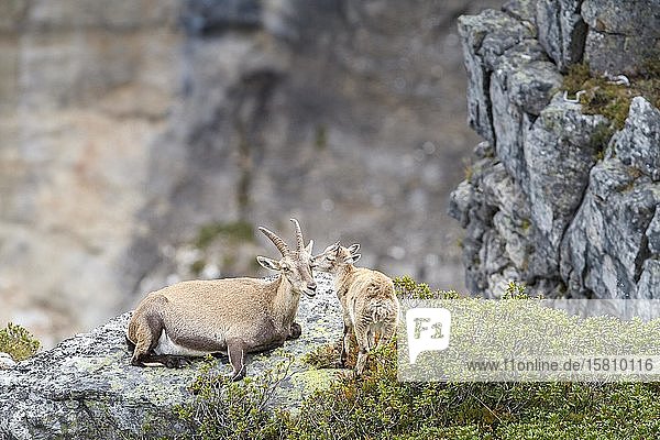 Alpensteinböcke (Capra ibex)  Mutter und Jungtier  Berner Oberland  Schweiz  Europa
