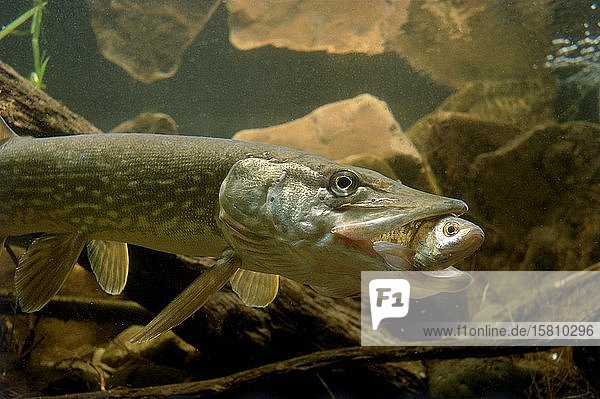 Hecht (Esox lucius) frisst Beutefisch captive Frankreich Europa