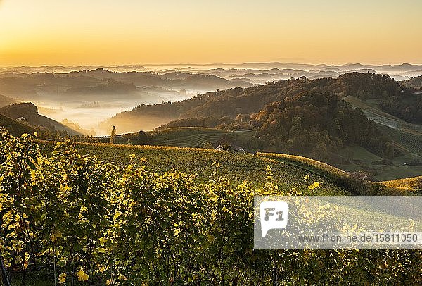 Vineyard at sunrise in autumn with fog  Südsteirische Weinstraße  Styria  Austria  Europe