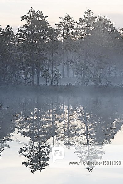 Moorlandschaft mit See im Morgennebel  Knuthöjdsmossen  Schweden  Europa