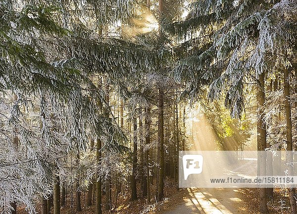 Weg im Wald mit Sonnenstrahlen und Raureif  Steiermark  Österreich  Europa