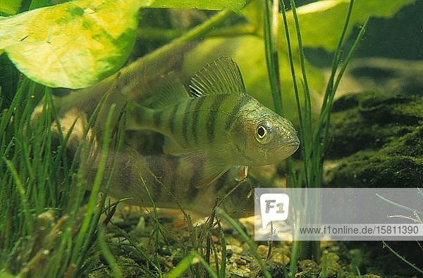 Flussbarsch (Perca fluviatilis) captive Frankreich Europa