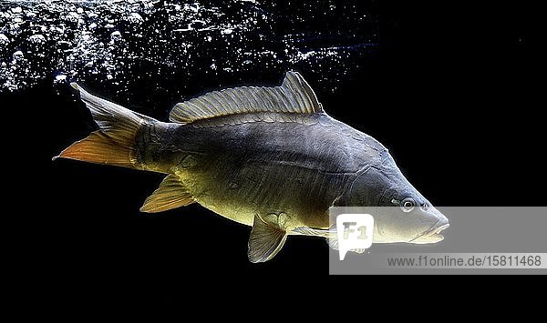 Karpfen (Cyprinus carpio) captive Frankreich Europa