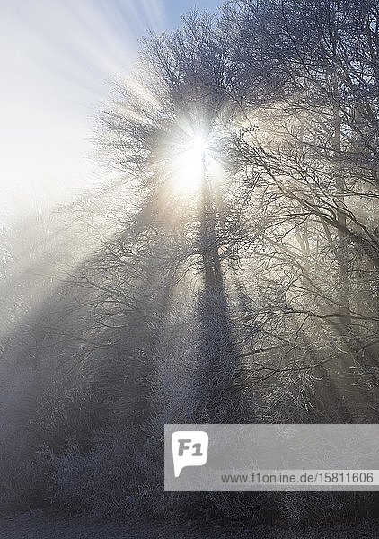 Wald mit Sonnenstrahlen im Nebel  Stubenberg  Steiermark  Österreich  Europa