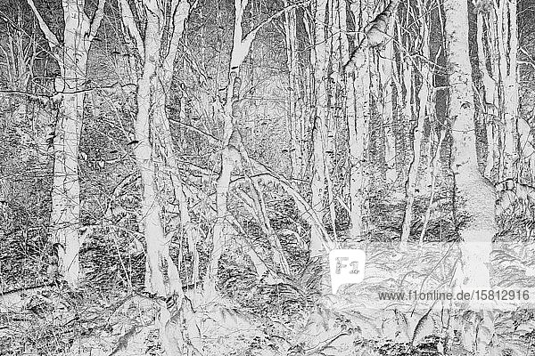 Schwarz-weißes abstraktes (umgekehrtes) Bild von üppigem Regenwald der gemäßigten Zonen  Farnen und moosbedeckten Bäumen entlang des North Fork Snoqualmie River  Mount Baker-Snoqualmie National Forest  Washington  nahe North Bend