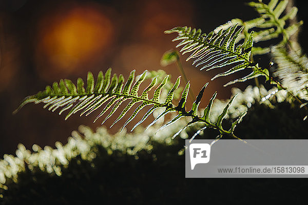 Close up of Western sword ferns Polystichum munitum.