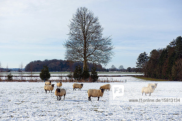 Schafherde im Freien auf einem Feld im Schnee.