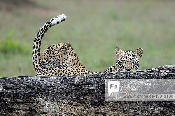 Eine Leopardenmutter  Panthera pardus  und ihr Junges stehen hinter einem Baumstamm  mit erhobenem Schwanz und direktem Blick