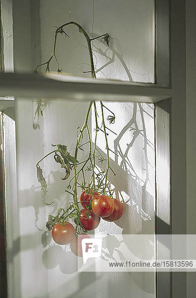 Reifende Tomaten am Weinstock im Fenster