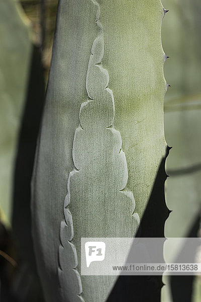 Nahaufnahme eines Musters auf einem grünen Kaktusblatt  Melbourne  Victoria  Australien