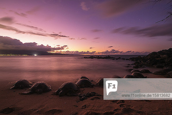 Suppenschildkröten (Chelonia mydas) am Baldwin Beach  Insel Maui  Hawaii  Vereinigte Staaten von Amerika  Nordamerika