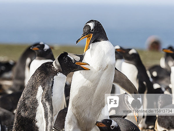 Gentoo penguins (Pygoscelis papua) squabbling with each other at nest site on New Island Falkland Islands South America