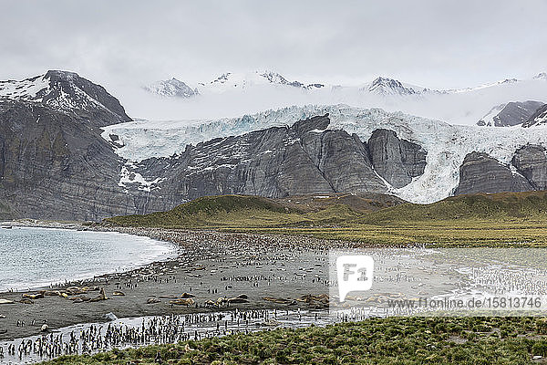 King penguins and elephant seals cover the beach in Gold Harbor South Georgia UK Overseas Protectorate Polar Regions