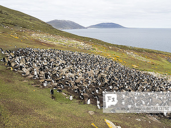 Brutkolonie des Südlichen Felsenpinguins (Eudyptes chrysocome)  auf Saunders Island  Falklandinseln  Südamerika