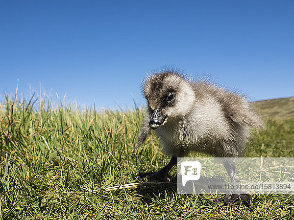 Upland goose gosling (Chloephaga picta) on New Island Falkland Islands South America