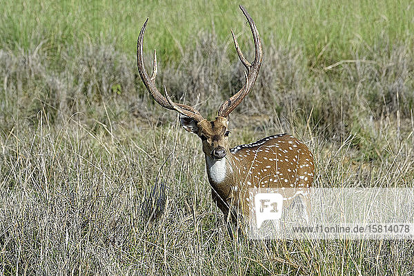 Chitalhirsch (Fleckenhirsch) (Axis axis)  Kanha National Park and Tiger Reserve  Madhya Pradesh  Indien  Asien