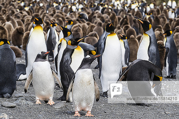 Adult gentoo penguins (Pygoscelis papua) on the beach with king penguins at Gold Harbor South Georgia Island Polar Regions