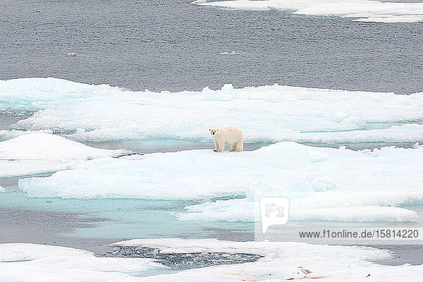Eisbär mit blutverschmiertem Gesicht auf dem Meereis  Nunavut und Nordwest-Territorien  Kanada  Nordamerika