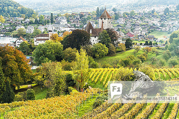 Schloss Spiez umgeben von Weinbergen im Herbst  Thunersee  Kanton Bern  Schweiz  Europa