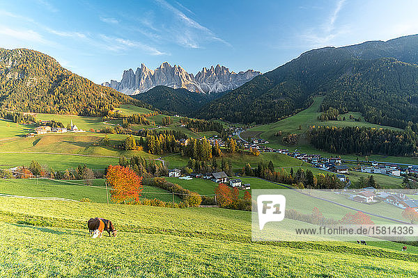 Weidende Kühe in der Herbstlandschaft mit den Geislerspitzen im Hintergrund  Santa Magdalena  Funes  Dolomiten  Südtirol  Italien  Europa