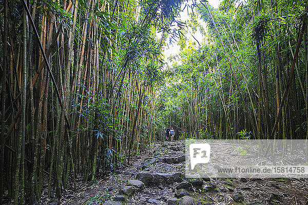 Hikers on Pipiwai trail in bamboo forest  Haleakala National Park  Maui Island  Hawaii  United States of America  North America