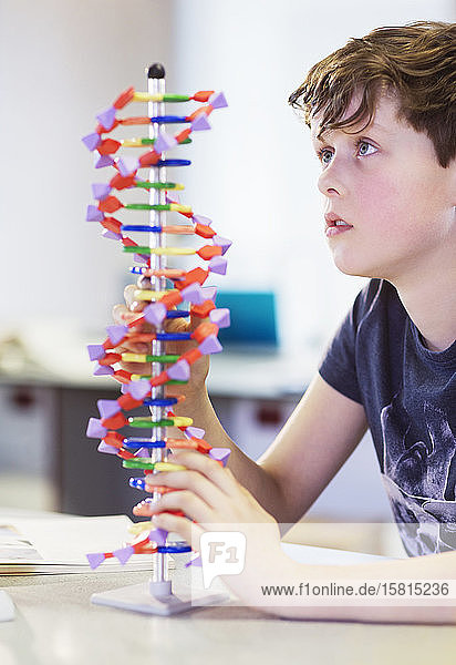 Neugieriger Junge untersucht DNA-Modell im Klassenzimmer