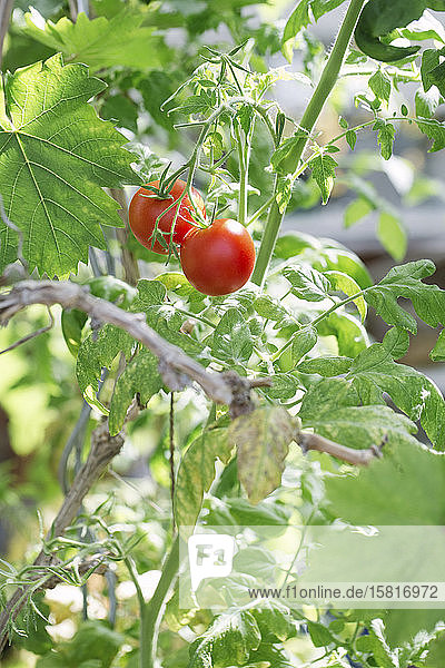 Rote Tomaten am Rebstock