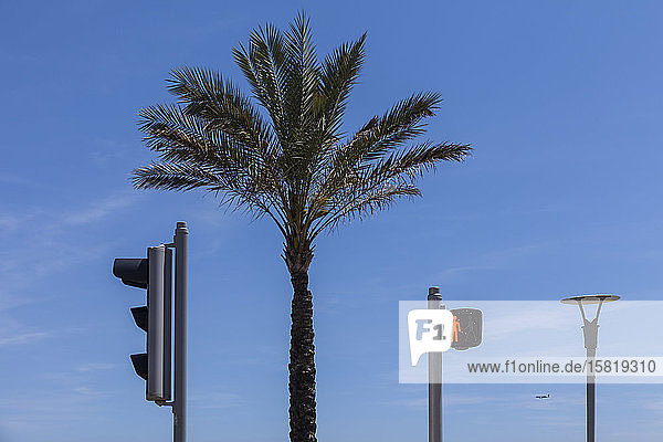 Frankreich  Alpes-Maritimes  Cagnes-sur-Mer  Palme zwischen zwei Ampeln