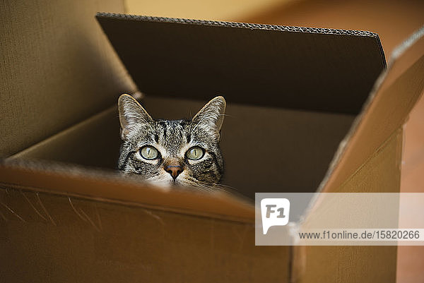 Spanien Tabby-Katze die aus einem Pappkarton lugt