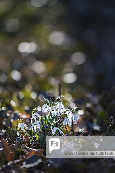 Germany  Saxony-Anhalt  Snowdrops (galanthus) in Spring