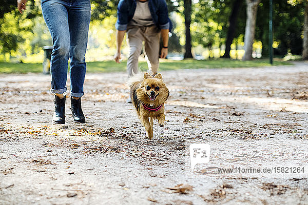 Dog running on a path in a park