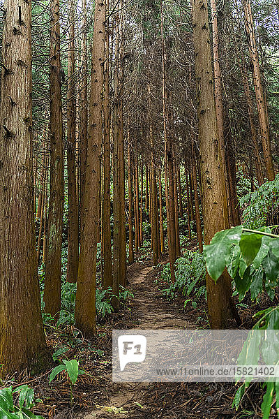 Waldweg Sao-Miguel-Insel Azoren Portugal