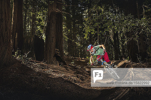 Woman riding mountain bike through forest  Santa Cruz  California  USA