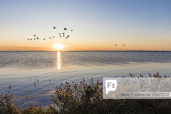Germany  Mecklenburg-West Pomerania  Baltic Sea  Ruegen Island  Schaprode  Schaproder Bodden  Cranes (Grus grus) flying above sea at sunset