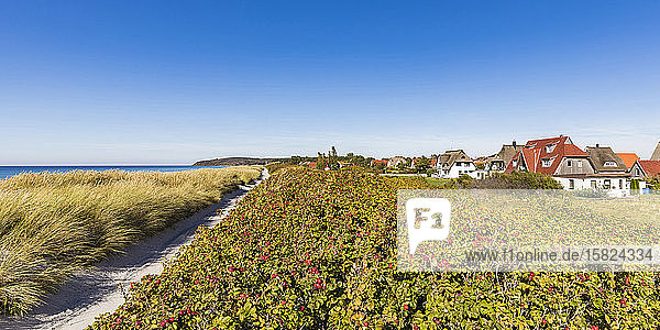Deutschland  Mecklenburg-Vorpommern  Vitte  Küstenflora mit Sommerhäusern im Hintergrund