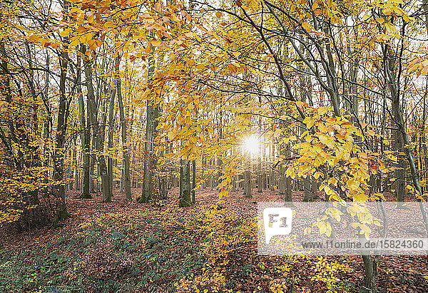Deutschland  Nordrhein-Westfalen  Sonnenlicht beleuchtet Kermeter-Wald im Herbst