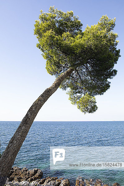 Croatia Istria Rovinj Bent pine tree at the Adriatic Sea