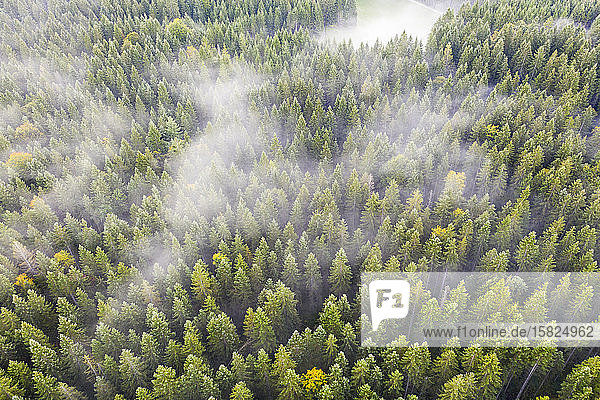 Germany  Bavaria  Krun  Drone view of fog floating over autumn forest
