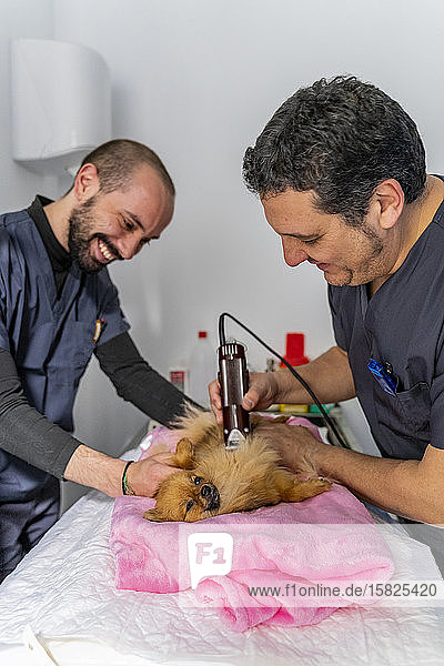 Tierarzthelfer  die den Hund in der Klinik auf eine Operation vorbereiten