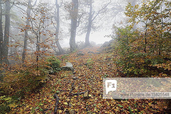 Ukraine  Zakarpattia region  Carpathians  Borzhava  Hillside mountain Munchel  Path leading across autumn woods in morning fog